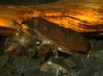 照 水族馆 Atya糙 虾 (Atya scabra, Atya margaritacea), 褐色