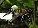 Procambarus Spiculifer foto en zorg