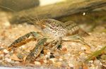Procambarus Vasquezae crayfish  Photo