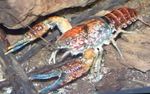 foto Acquario Procambarus Toltecae gambero, rosso