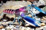 Photo Aquarium Cherax Hoa Creek crayfish, blue