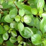 φωτογραφία φυτά ενυδρείου Υφέρπουσα Ludwigia, Στενά Φύλλα Ludwigia (Ludwigia repens), πράσινος