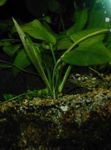 Nuotrauka Akvariumas augalai Echinodorus Palaefolius, žalias