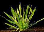 Echinodorus Angustifolius Plantes D'eau Douce  Photo