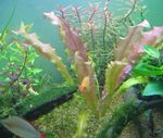 zdjęcie Rośliny akwariowe Falistych Krawędziach Swordplant, Potargane Aponogeton (Aponogeton crispus), Czerwonawy