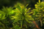 foto Aquariumplanten Boommos mossen (Climacium dendroides), Groen