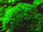Foto Akvaariumi Taimi Fissidens Splachnobryoides samblad, roheline