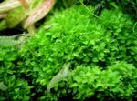 照 鱼缸植物 Plagiomnium Trichomanes 苔藓, 绿