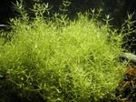 Foto Las plantas de acuario Mínimos Microcarpaea (Microcarpaea minima), Verde