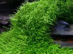 Foto Las plantas de acuario Utricularia Graminifolia, Verde