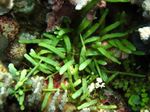 Foto Akvaariumi Taimi Caulerpa Brachypus, roheline