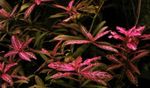 Foto Las plantas de acuario Hygrophila Enana (Hygrophila polysperma), Rojo
