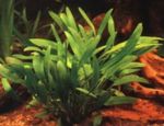 Photo Plantes d'Aquarium Willisii Cryptocoryne (Cryptocoryne nevillii, Cryptocoryne willisii), Vert