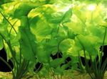 Foto Aquarienpflanzen Spatterdock (Nuphar japonicum), Grün