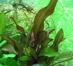 Foto Aquarienpflanzen Lagenandra Meeboldii, Rot