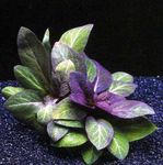 Фото Акваріумні рослини Лобелія Кардинальська (Lobelia cardinalis), Фіолетовий