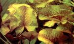 Фото Аквариум өсімдіктер Теңіз Лалагүлі Rose (Nymphaea Daubenyana), қызғылт