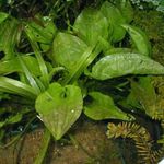 Ottelia Alismoides მტკნარი მცენარეთა  სურათი