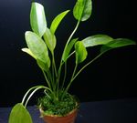 снимка Аквариум растения Echinodorus Aschersonianus, Зелен