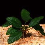 Anubias Coffeefolia foto en zorg