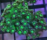 фотографија Акваријум Flowerpot Coral (Goniopora), зелена