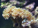 фотографија Акваријум Hammer Coral (Torch Coral, Frogspawn Coral) (Euphyllia), жут