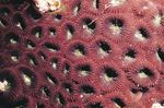 fotografija Akvarij Ananas Koral (Luna Coral) (Favites), rjava