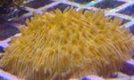 фотографија Акваријум Plate Coral (Mushroom Coral) (Fungia), жут