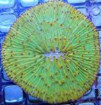 Fil Akvarium Platta Korall (Svamp Korall) (Fungia), grön