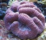 Photo Aquarium Lobed Brain Coral (Open Brain Coral) (Lobophyllia), purple