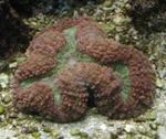 Foto Akvarij Lobed Mozak Koralja (Otvoreni Mozak Koralji) (Lobophyllia), braon