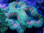 Photo Aquarium Lobed Brain Coral (Open Brain Coral) (Lobophyllia), green