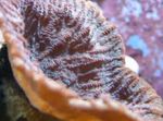 Foto Acuario Merulina Coral, marrón