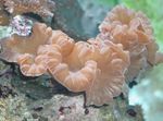 Foto Aquarium Fuchs Korallen (Korallen Grat, Jasmin Korallen) (Nemenzophyllia turbida), pink
