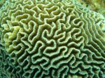Platygyra Coral   Foto