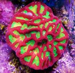 Platygyra珊瑚 照 和 关怀