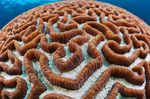 照 水族馆 Platygyra珊瑚, 褐色