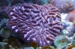 照 水族馆 Platygyra珊瑚, 紫