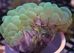 Foto Aquarium Bubble Coral (Plerogyra), grün