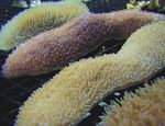 Foto Aquarium Zunge Koralle (Coral Slipper) (Polyphyllia talpina), gelb