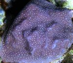 fotografija Akvarij Porites Coral, vijolična