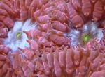 フォト 水族館 パイナップルサンゴ (Blastomussa), 赤