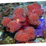Foto Aquarium Finger Korallen (Stylophora), rot
