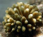 foto Aquarium Vinger Koraal (Stylophora), bruin