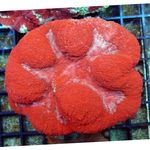 Foto Acuario Symphyllia Coral, rojo