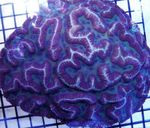 照 水族馆 Symphyllia珊瑚, 蓝色