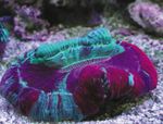 foto Aquarium Geopend Hersenen Coral (Trachyphyllia geoffroyi), bont