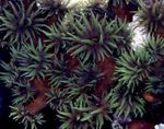 フォト 水族館 太陽の花サンゴオレンジ (Tubastraea), 黒