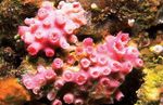 foto Aquarium Sun-Flower Coral Orange (Tubastraea), rood