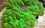 Foto Acuario Perlas De Coral (Physogyra), verde
